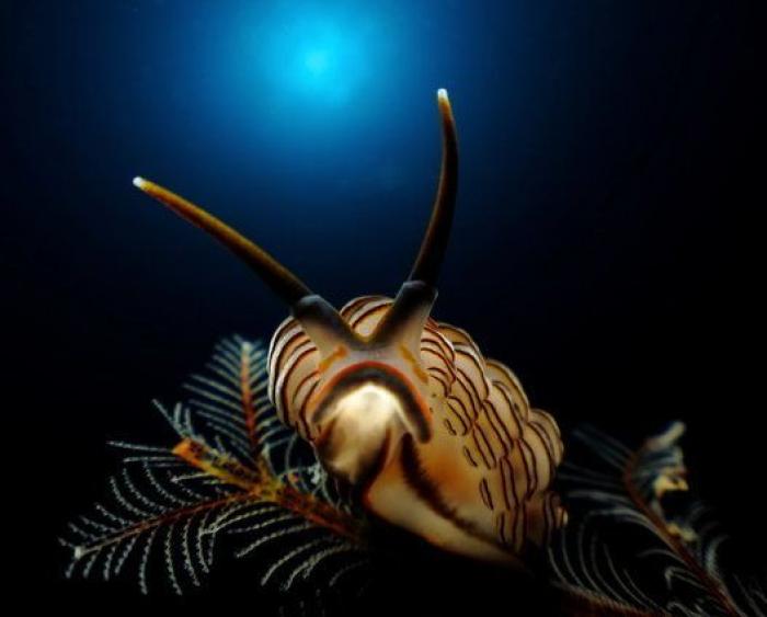 ¡Pa-ta-ta! La foto de esta foca sonriente bien vale un premio de fotografía