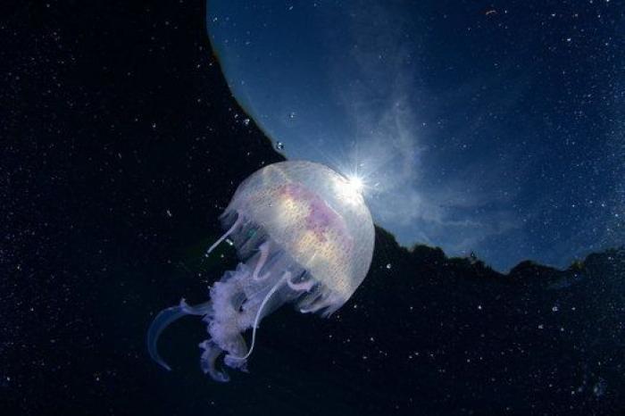 ¡Pa-ta-ta! La foto de esta foca sonriente bien vale un premio de fotografía