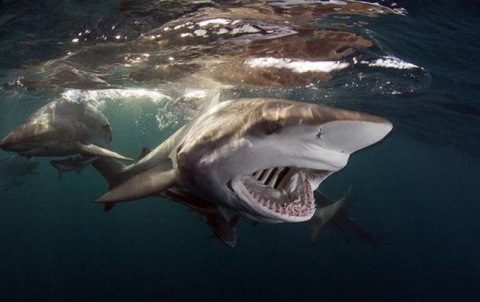 ¡Pa-ta-ta! La foto de esta foca sonriente bien vale un premio de fotografía
