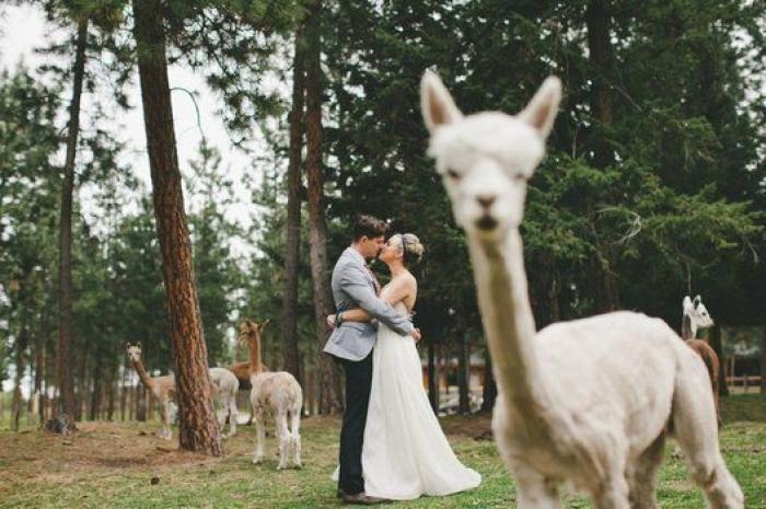 17 'photobombs' en bodas que llegaron justo a tiempo