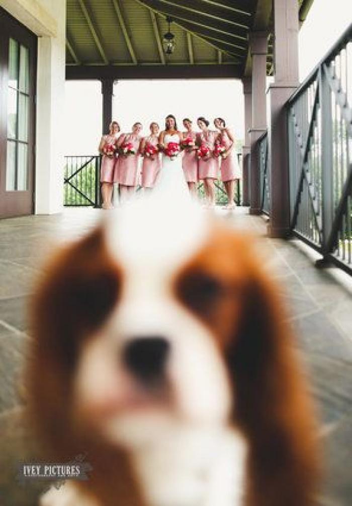 17 'photobombs' en bodas que llegaron justo a tiempo