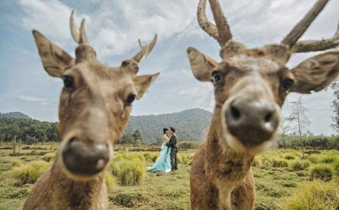 17 'photobombs' en bodas que llegaron justo a tiempo