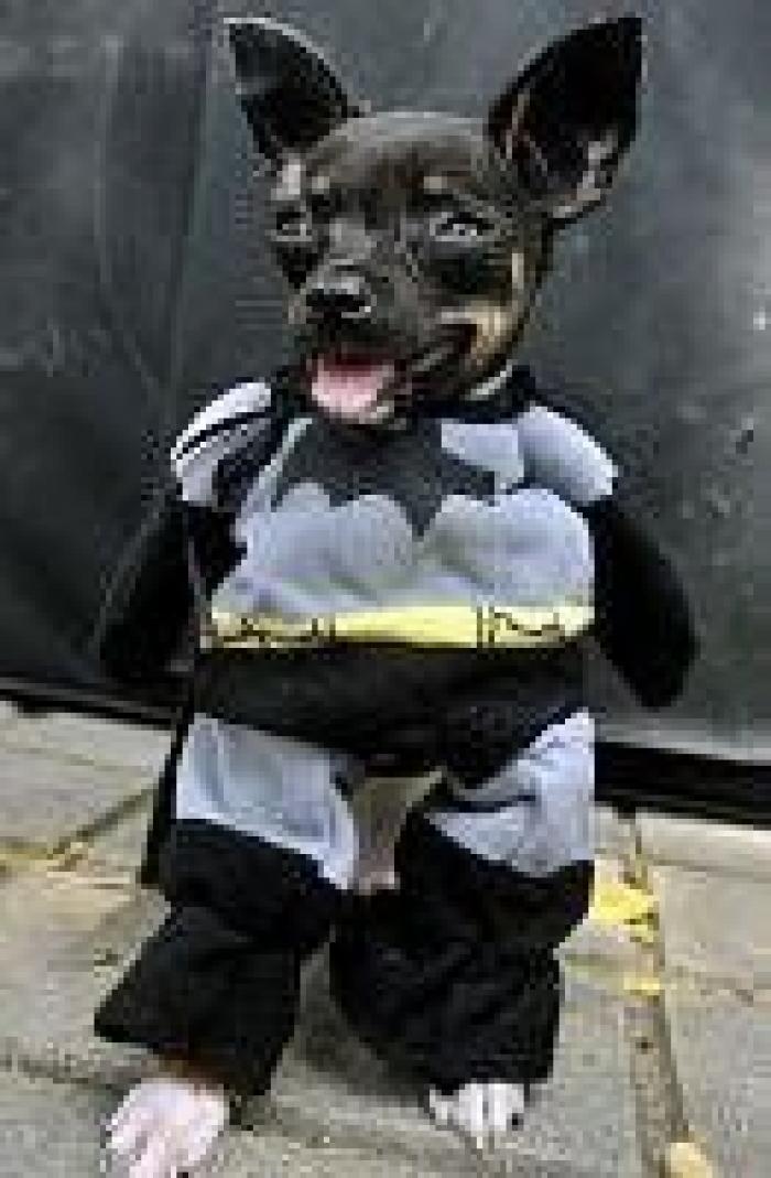 El paseo del perro y el anciano que emociona a internet