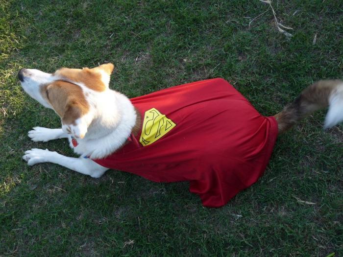 El paseo del perro y el anciano que emociona a internet