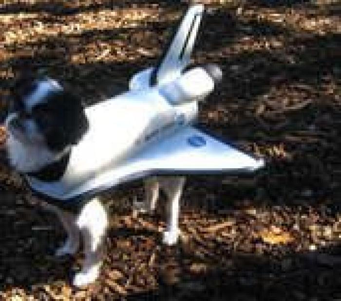 El paseo del perro y el anciano que emociona a internet