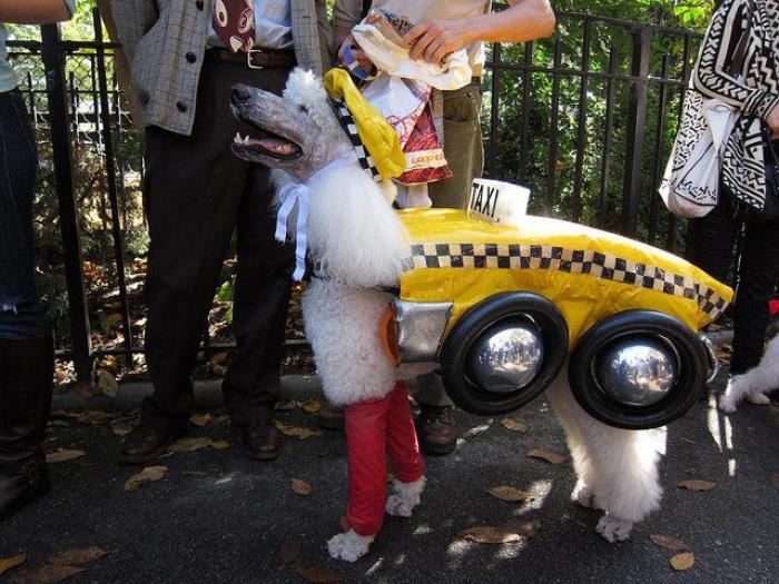 El paseo del perro y el anciano que emociona a internet