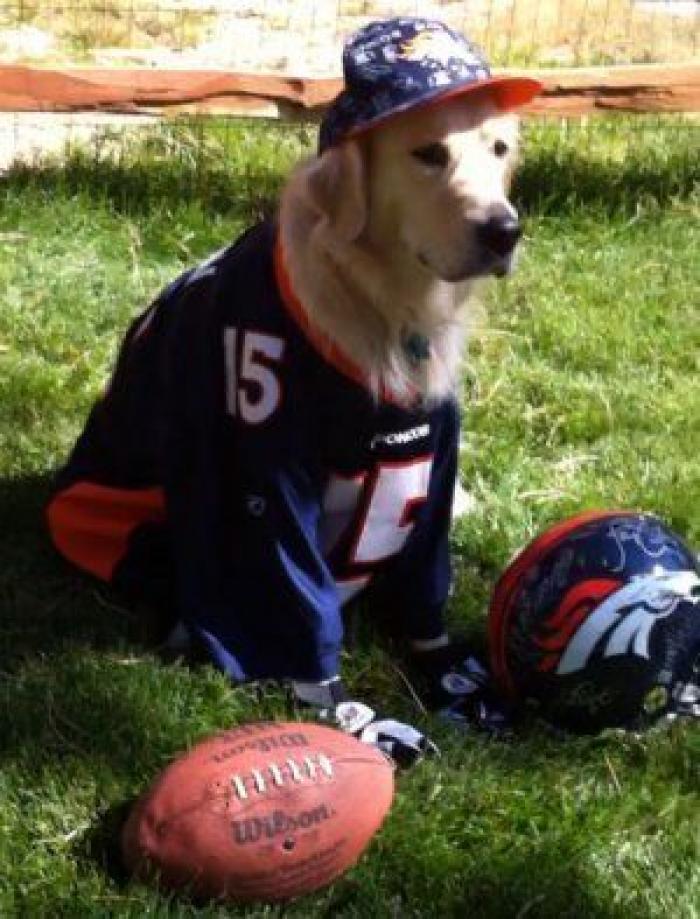 El paseo del perro y el anciano que emociona a internet