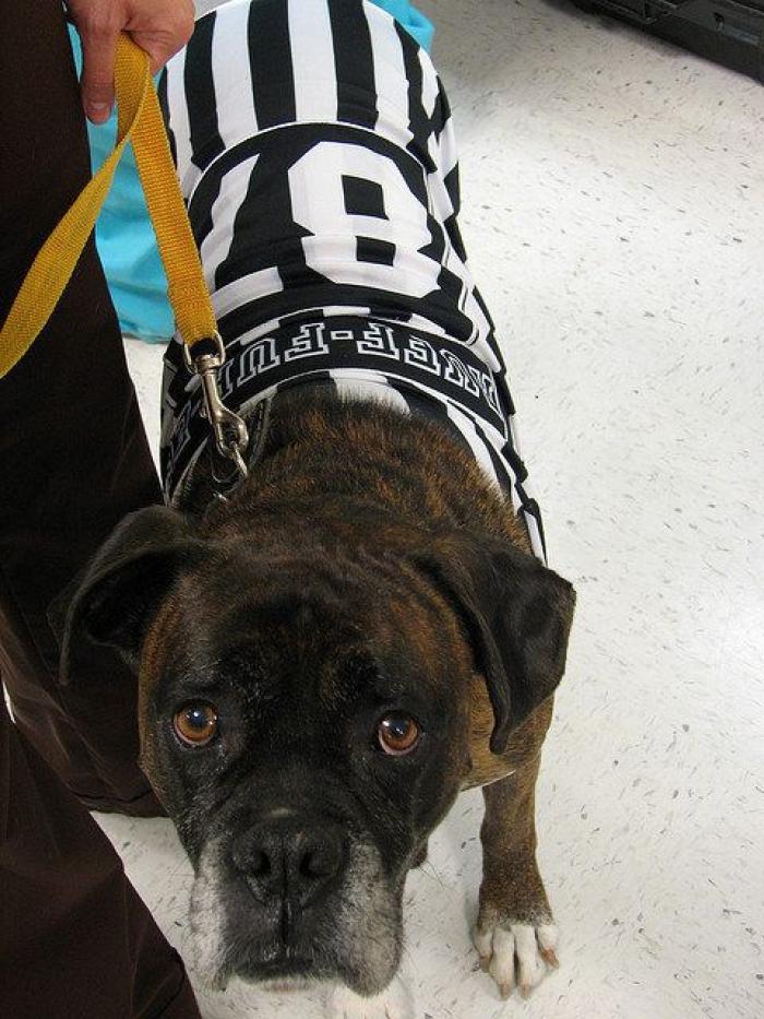 El paseo del perro y el anciano que emociona a internet