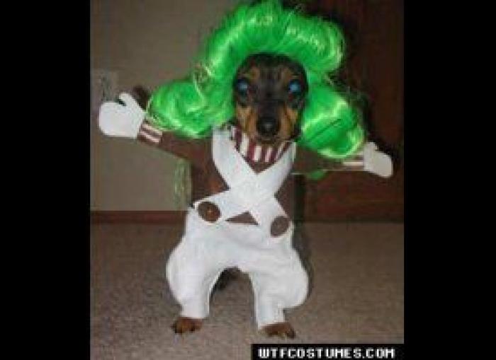 El paseo del perro y el anciano que emociona a internet