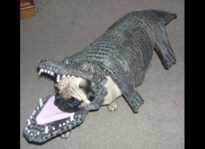 El paseo del perro y el anciano que emociona a internet