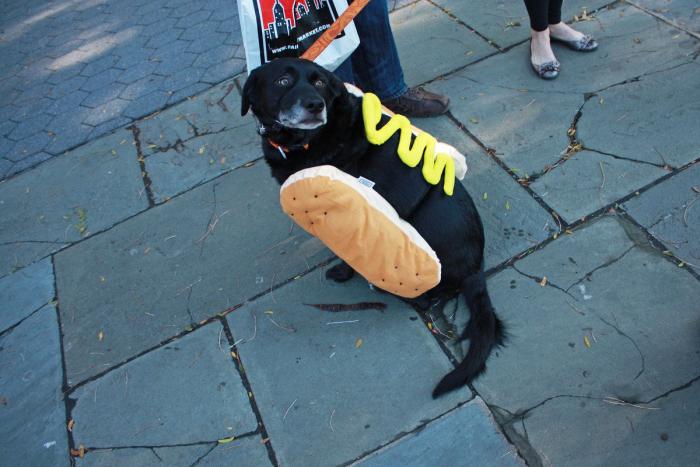 El paseo del perro y el anciano que emociona a internet