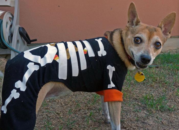 El paseo del perro y el anciano que emociona a internet