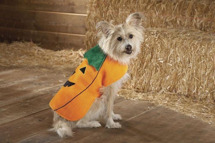 El paseo del perro y el anciano que emociona a internet