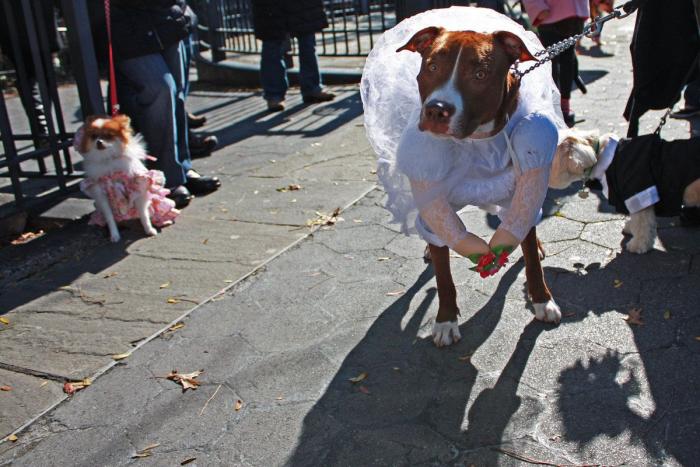 El paseo del perro y el anciano que emociona a internet
