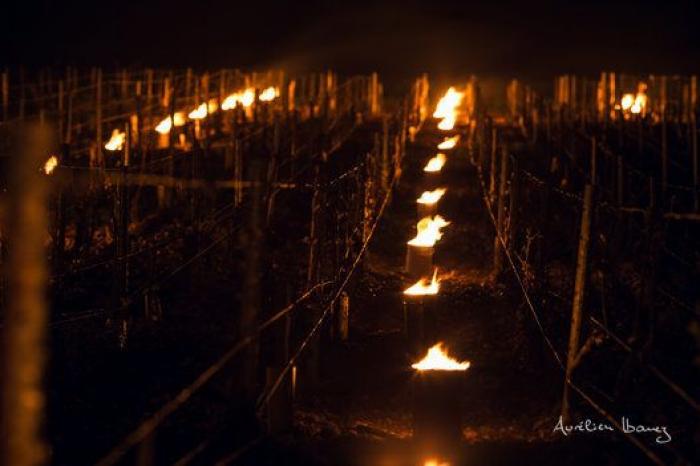 Esta viña francesa se ha calentado con miles de velas para combatir el frío