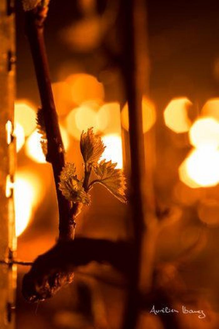 Esta viña francesa se ha calentado con miles de velas para combatir el frío