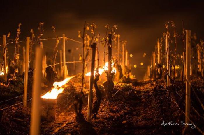 Esta viña francesa se ha calentado con miles de velas para combatir el frío