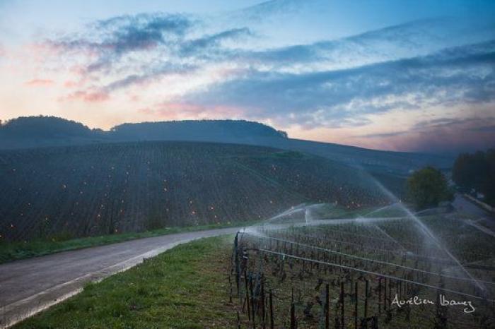 Esta viña francesa se ha calentado con miles de velas para combatir el frío