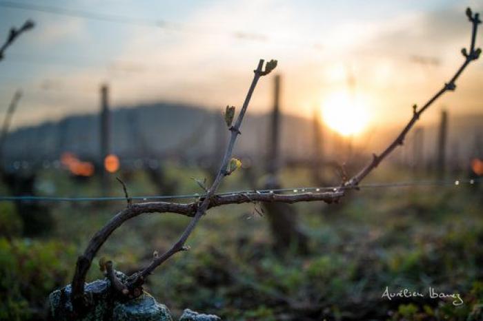 Esta viña francesa se ha calentado con miles de velas para combatir el frío