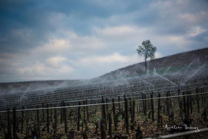 Esta viña francesa se ha calentado con miles de velas para combatir el frío