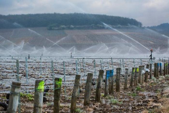 Esta viña francesa se ha calentado con miles de velas para combatir el frío