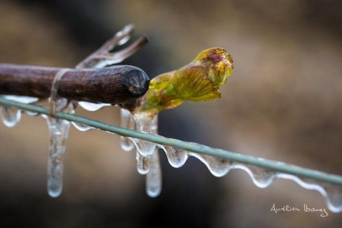 Esta viña francesa se ha calentado con miles de velas para combatir el frío
