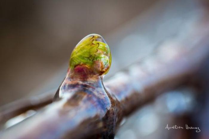 Esta viña francesa se ha calentado con miles de velas para combatir el frío