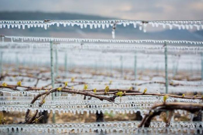 Esta viña francesa se ha calentado con miles de velas para combatir el frío