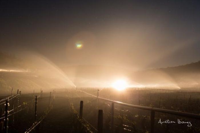 Esta viña francesa se ha calentado con miles de velas para combatir el frío