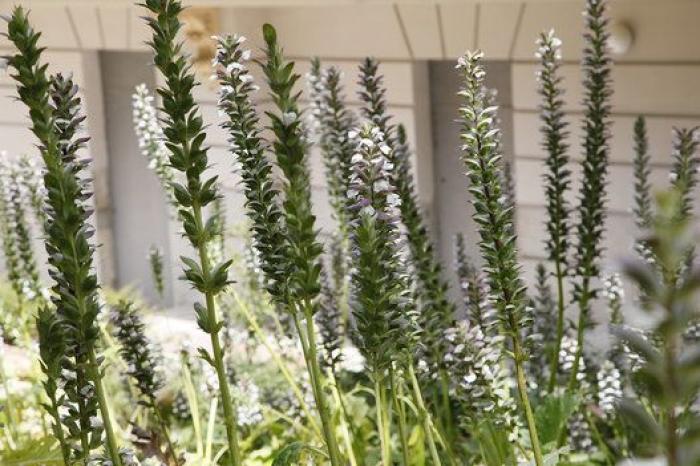 El Jardín Florido del Museo Lázaro-Galdiano: un viaje en el tiempo sin salir del centro de Madrid