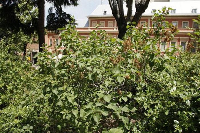 El Jardín Florido del Museo Lázaro-Galdiano: un viaje en el tiempo sin salir del centro de Madrid