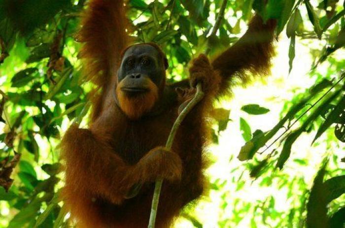 Visita a Tarzán: recorrido por las selvas más espectaculares y desconocidas del mundo