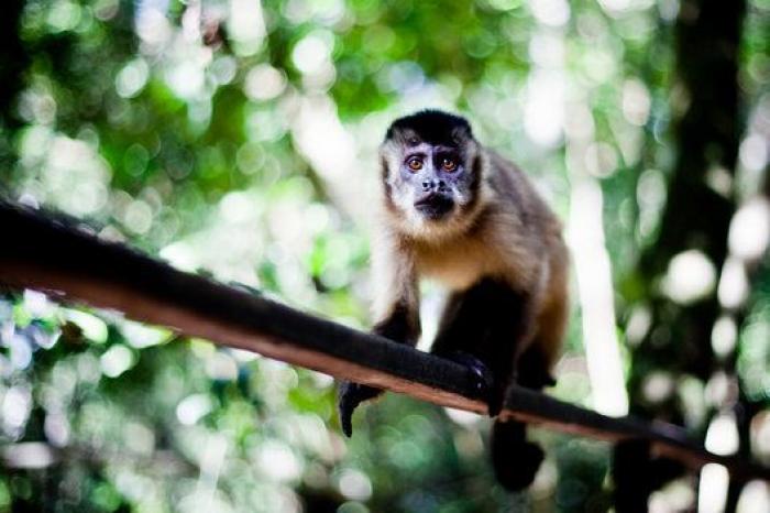 Visita a Tarzán: recorrido por las selvas más espectaculares y desconocidas del mundo