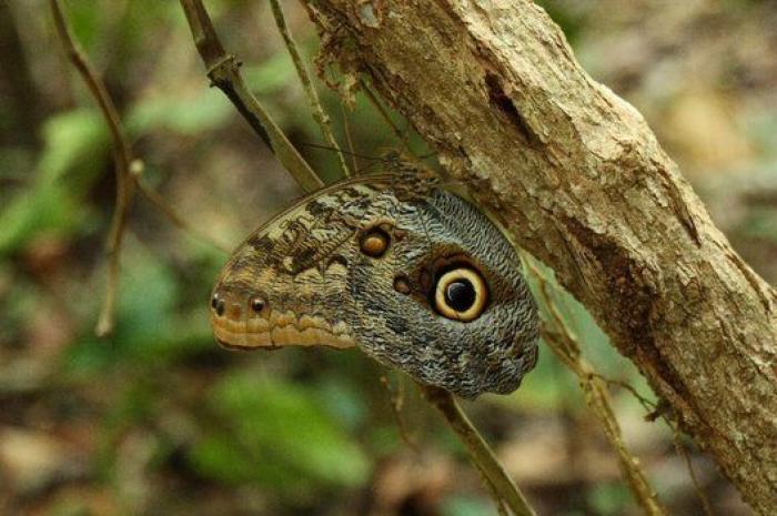 Visita a Tarzán: recorrido por las selvas más espectaculares y desconocidas del mundo