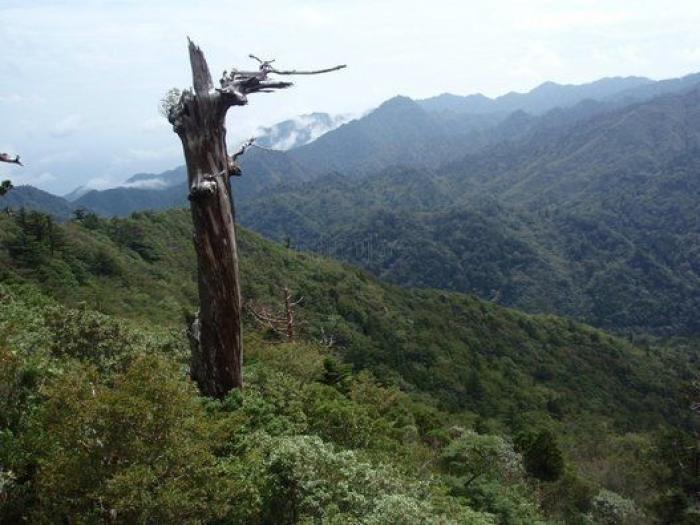 Visita a Tarzán: recorrido por las selvas más espectaculares y desconocidas del mundo