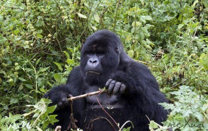 Visita a Tarzán: recorrido por las selvas más espectaculares y desconocidas del mundo
