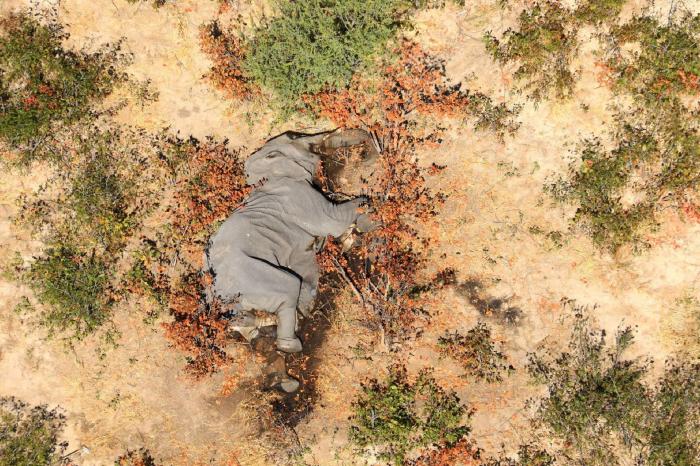 Botsuana investiga la misteriosa muerte de 275 elefantes en los últimos días