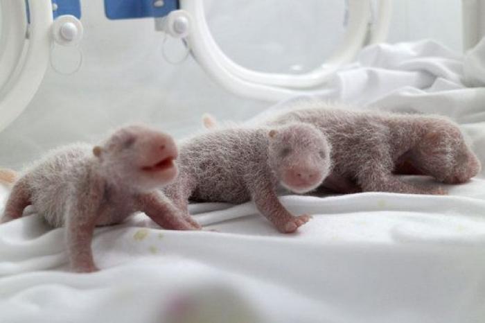 ¿Te acuerdas de los pandas trillizos? Así están ahora (FOTOS)