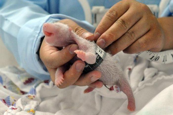 ¿Te acuerdas de los pandas trillizos? Así están ahora (FOTOS)