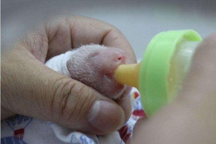 ¿Te acuerdas de los pandas trillizos? Así están ahora (FOTOS)