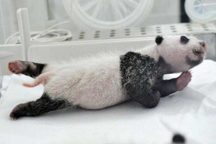 ¿Te acuerdas de los pandas trillizos? Así están ahora (FOTOS)