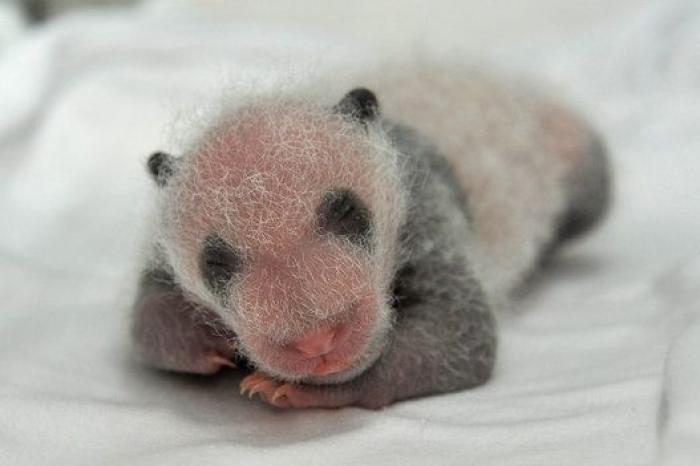 ¿Te acuerdas de los pandas trillizos? Así están ahora (FOTOS)