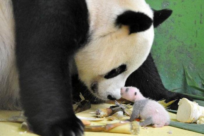 ¿Te acuerdas de los pandas trillizos? Así están ahora (FOTOS)