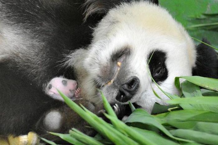 ¿Te acuerdas de los pandas trillizos? Así están ahora (FOTOS)