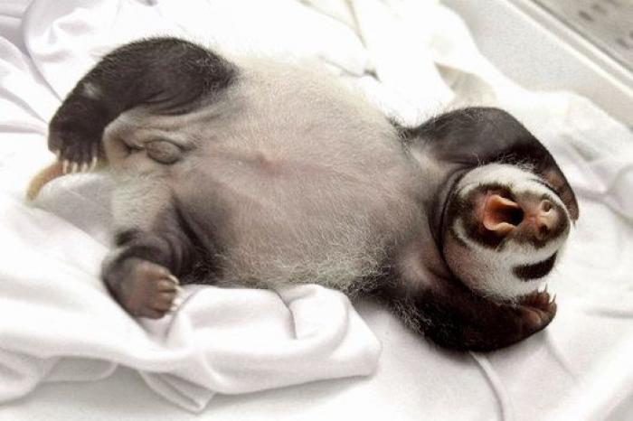 ¿Te acuerdas de los pandas trillizos? Así están ahora (FOTOS)
