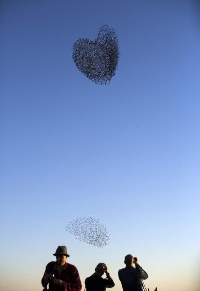 La danza de los estorninos (FOTOS)