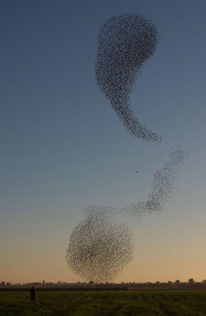 La danza de los estorninos (FOTOS)