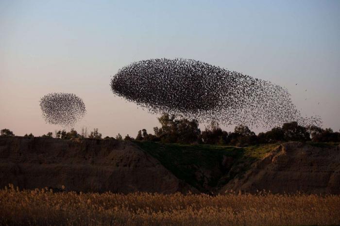 La danza de los estorninos (FOTOS)