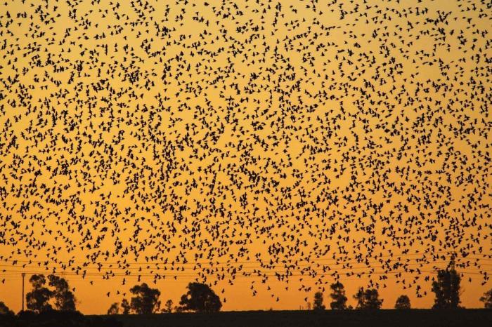 La danza de los estorninos (FOTOS)