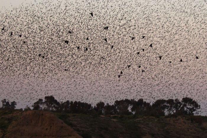 La danza de los estorninos (FOTOS)